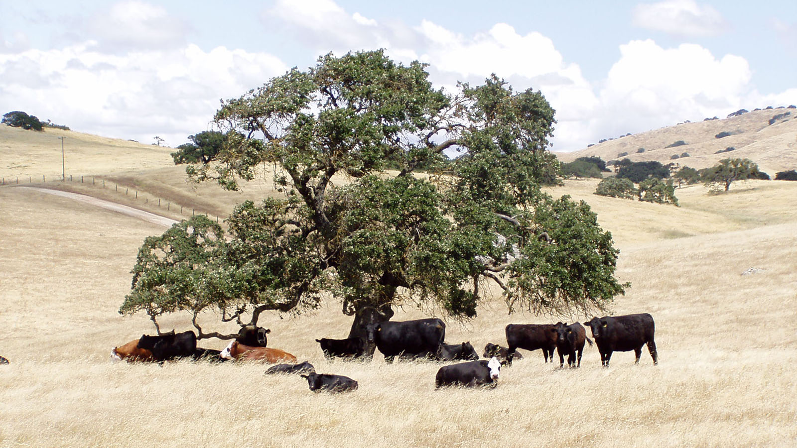 Clark Company Rancho El Toro